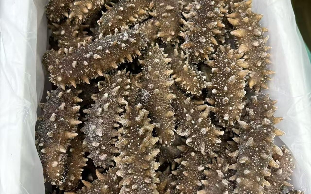 博尔塔拉即食海参实拍图